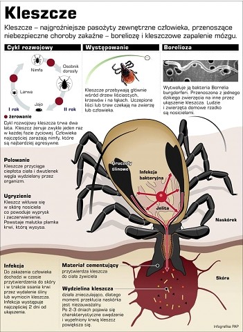 Uwaga! Kleszcze!